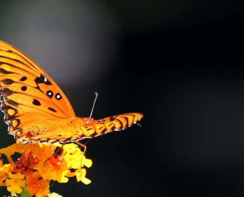 schmetterling